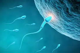 人类卵子奥秘：体积是精子的1000多万倍，还会选择自己喜欢的精子图片