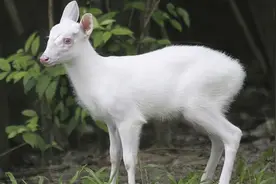 5种全球最贵的白化动物，白化鳄鱼一只价值上亿！全球仅剩20只图片