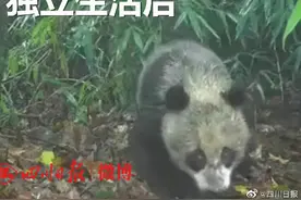 大熊猫离开妈妈后变“脏脏熊”，网友：很真实！图片