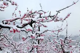 千里独行去挣钱。辛辛苦苦上下班。图片