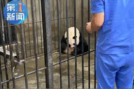 双喜临门！记者采访大熊猫产仔时，又一只熊猫生下双胞胎图片