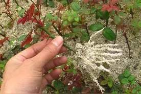 不会扦插月季？告诉你3个简单法，插出满枝大白根，百分百活图片