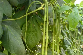 立秋后，遇到此菜别手软，家里囤10斤，从夏吃到冬，过夏天就少了图片