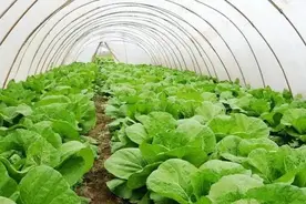 吡虫啉对哪些害虫特效？使用技巧及注意事项图片