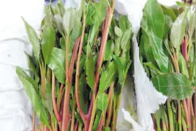 “东非罂粟”、“阿拉伯茶”，这种形似苋菜的恰特草是什么毒品？图片