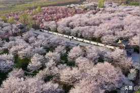 航拍河南鄢陵唐韵园林春分时节樱花缤纷醉游人图片