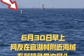 鲸鱼现身近海，当地呼吁：别打扰图片
