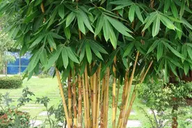 林草科普|中国竹类植物图片