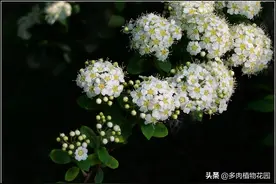 珍珠梅的管理方法，这样养护，花蕾洁白明亮图片