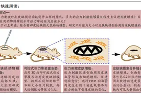 3D打印可控式张力带的张力与皮肤缺损模型鼠皮肤再生图片