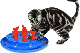 猫咪减肥喂食器，大盘点图片