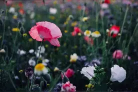 怎么也离不开·这花花的世界图片