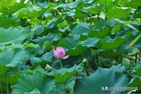 七绝 自有后人来图片