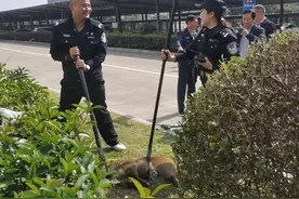 野猪闯进校园，蚌埠警方的操作亮了！图片