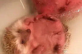 给刺猬泡热水澡，结果忘记时间，冲进浴室后，像是有几成熟了图片