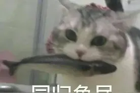 表情｜同归于尽，终究还是错付了图片
