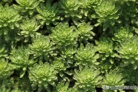 私家庭院水池中常用的12个沉水水生植物图片