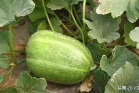 农村有一种瓜，叫做“菜瓜”，夏天当水果吃，解暑又解渴图片