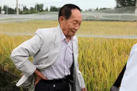 都想成为袁隆平，最终却做了孟山都图片