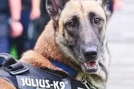全国首个公益警犬险来了！希望这些忠诚勇猛的警犬都能被善待！图片