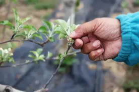苹果树“抑顶促萌”的最佳时期到了！图片
