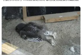 失去了鸟生目标的猫头鹰图片
