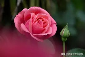 月季只应天上物，四时荣谢色常同。图片