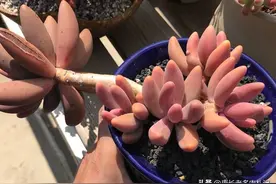 经常被长叶红莲冒充的多肉红手指养过没有？出状态真像红色的手指图片