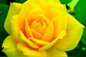 【观赏名花】月季花的繁殖、栽培和养护，花色品种丰富，艳丽多彩图片