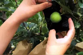 苹果 5月正是套袋好时节图片