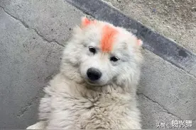 千万别带狗狗，回农村过年，因为真的赔不起啊图片