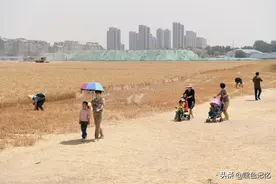 北京通州800亩网红麦田丰收，附近居民收割后的地里捡麦穗图片
