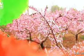 花漾肥乡，现实版十里桃林看过来图片