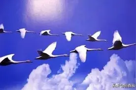 藏头小诗／南雁北归图片