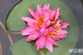广州一朵莲花上了热搜，咱这“花中花”您肯定也没见过图片