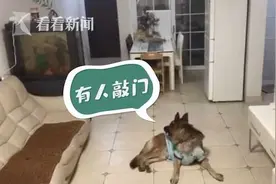 主人回应狗子独自在家收快递，网友：千万别让它玩手机，不然会很快学会下单图片