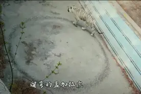动物园老虎“魔性”转圈 究竟是怎么了？图片