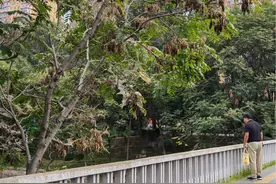 触目惊心！北京望京北小河树木遭遇美国白蛾，有树整株被吃光图片