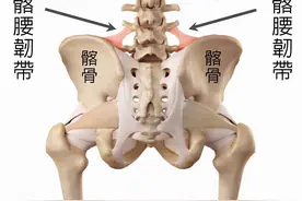 脊柱运动康复，不得不了解髂腰韧带图片