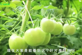10年的大棚种植技术，用更少的化肥，结出更健康的西红柿视频封面