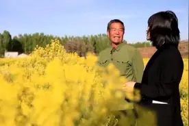 蒙阴县坦埠镇：板蓝根花开幸福来图片