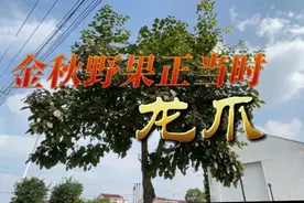 鲜美海安丨金秋野果正当时——龙爪图片