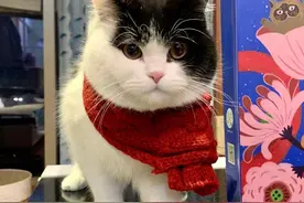 如何节省养猫成本：家庭自制猫饭生骨肉图片