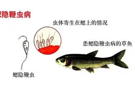 鱼虾蟹！镜检碰到虫不认识？再也不怕了，收藏起来这几十种图片！图片