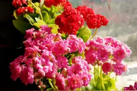 18大“吉祥花”，建议至少养一盆，旺家旺财运，吉祥又大气图片