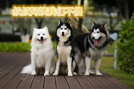 6大“蠢狗”排行榜，主人：如果可以我想重选图片