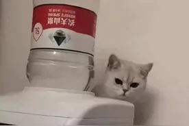 本喵给你们表演一个‘大变活猫’图片