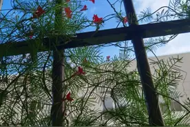 这种花农村很常见，开花像个五角星，长起来就能当窗帘图片