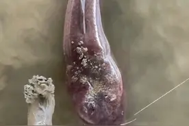 入侵我国最成功的鱼！在南方水域胡吃海喝，已经长到一米多长了图片