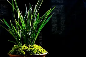 兰花黄叶怎么办？解决这两个矛盾，提高叶绿素很容易图片